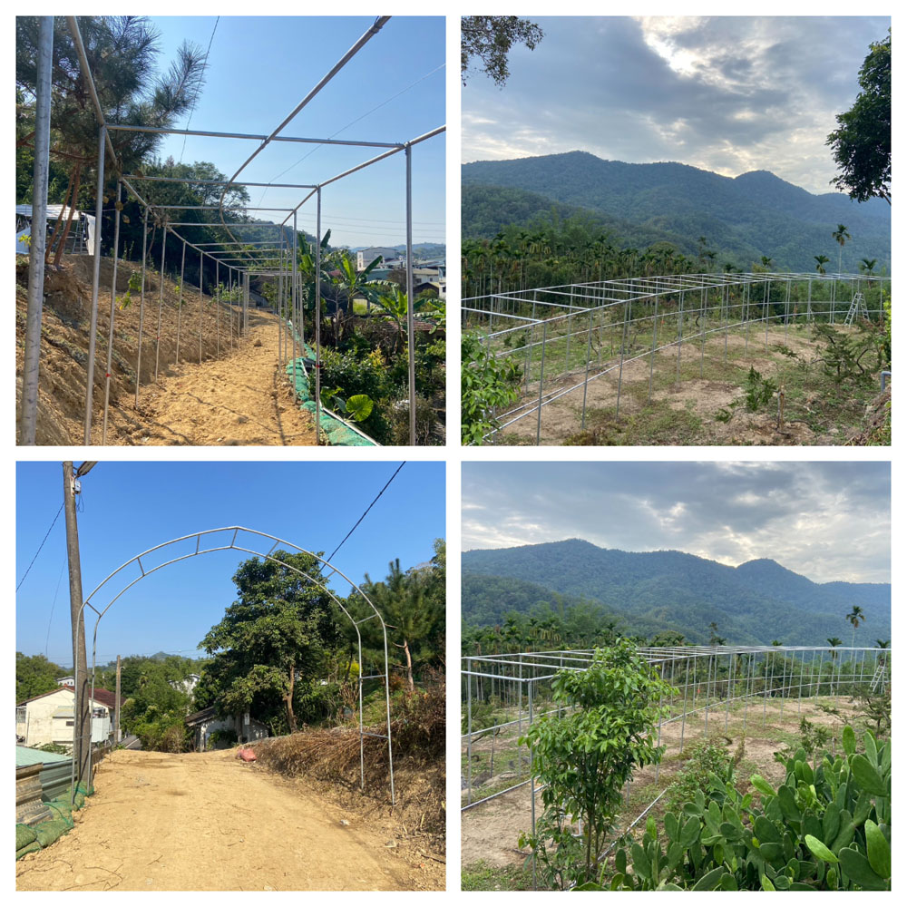 南投菜瓜藤架